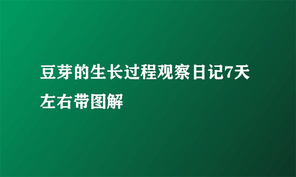 豆芽的生长过程观察日记7天左右带图解