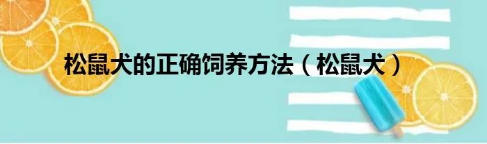 松鼠犬的正确饲养方法(松鼠犬)