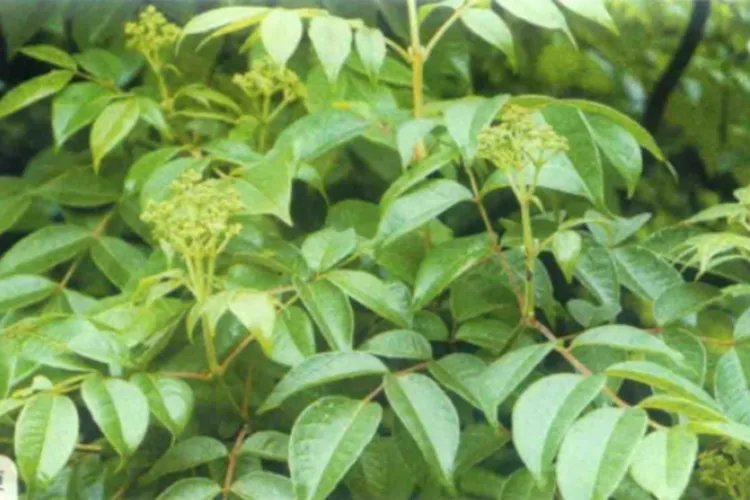 吴茱萸图片