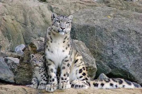 世界十大珍稀动物 大熊猫仅第五远东豹第一仅存40只