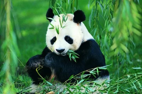 大小熊猫的区别图片