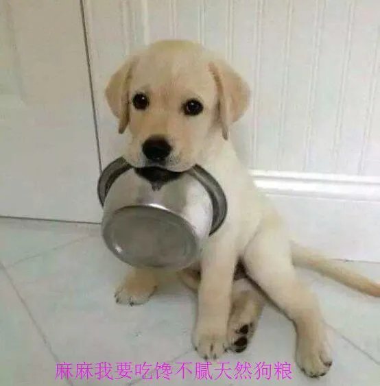 边牧的各地市场价格如何?