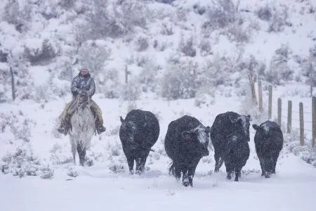 雪天骑马撞人逃逸,我国交通法允许在公路上骑马吗?