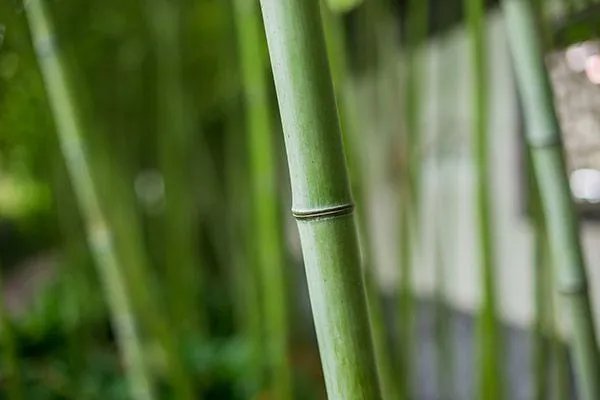 竹茹的功效与作用