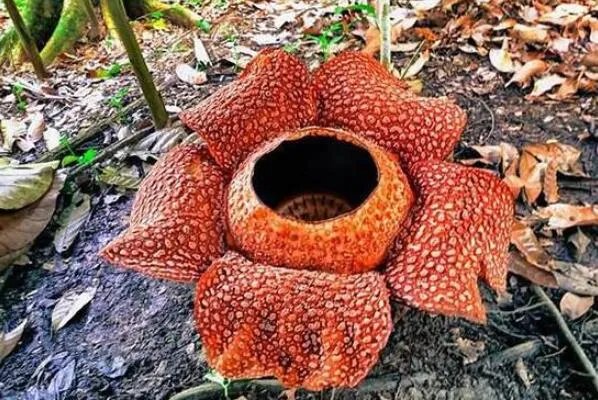 十大神奇的植物,世界花王排第八,第五见血封喉