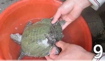 杀甲鱼(王八)正确杀法怎么杀,甲鱼怎么吃?