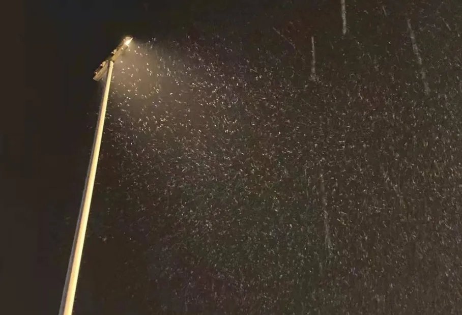 2021年成都第一场雪来了,南方人看到雪花的第一反应是什么?