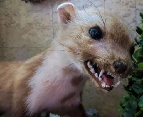 狂犬病发作还有意识吗 狂犬病的早期症状