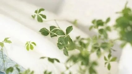 有哪些小清新歌曲推荐?
