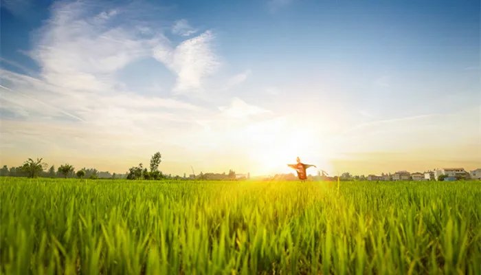 黄色代表什么颜色寓意 黄色代表什么颜色寓意