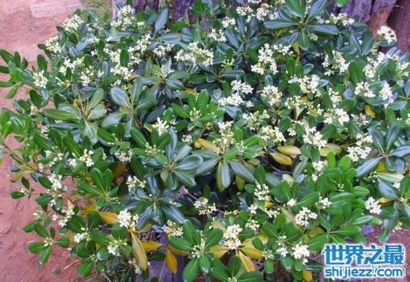 夏天家里放一物绝对没蚊子,还能装饰房间(一举两得)