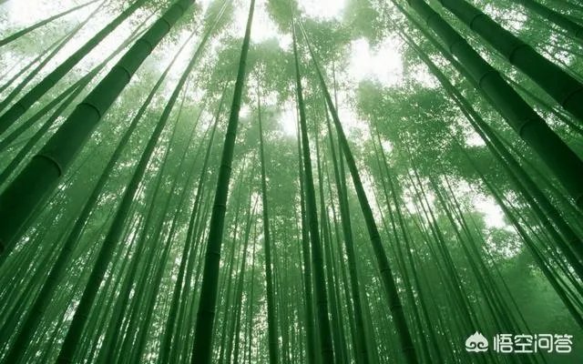 竹子是草还是树,为什么?