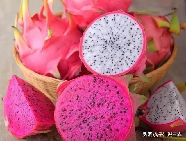 火龙果的种植方法？