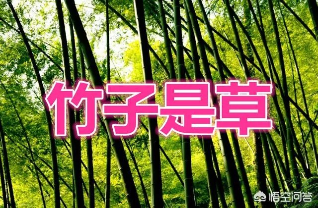 竹子是草还是树,为什么?