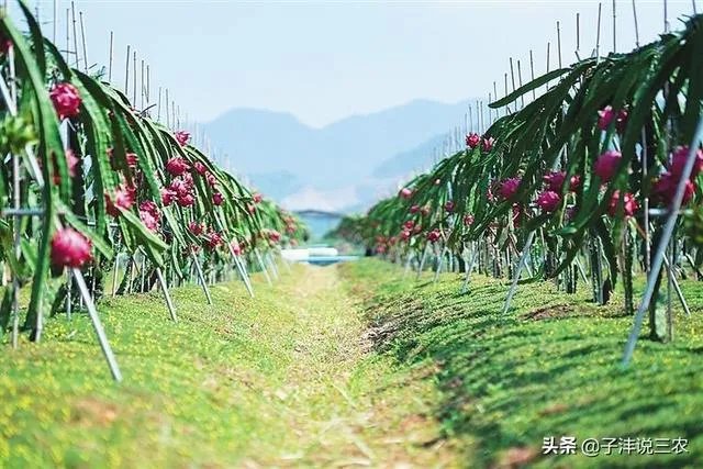 火龙果的种植方法?
