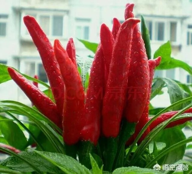 朝天椒如何种?