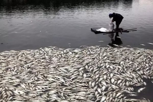 青海也现怪鱼:鱼塘损失1500多斤鱼!这究竟是什么怪鱼?