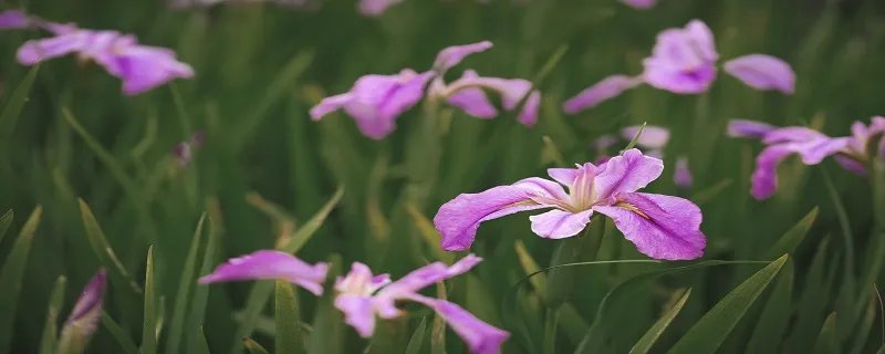 鸢尾花花语是什么 鸢尾花语及寓意