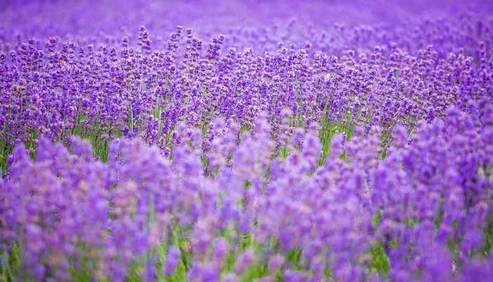 薰衣草花期 薰衣草花期是多久