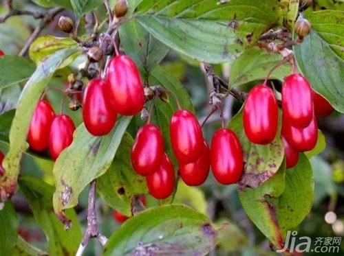 山茱萸介绍 山茱萸图片