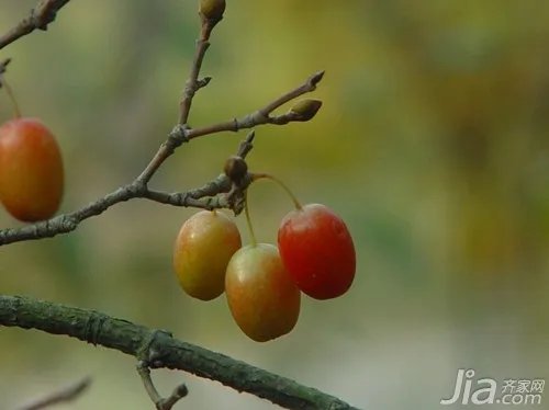 山茱萸介绍 山茱萸图片