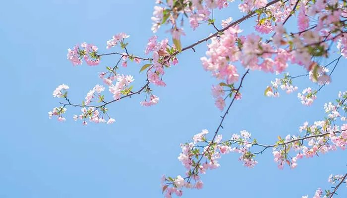 海棠花的养殖方法和注意事项 海棠花的养殖方法和注意事项有哪些