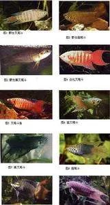 国产斗鱼图片