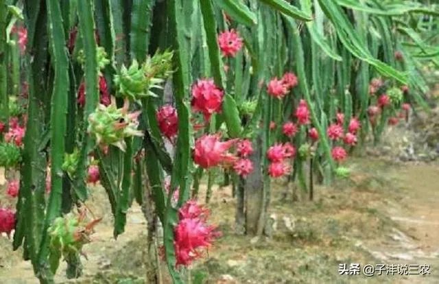 火龙果的种植方法?