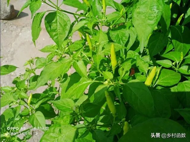 朝天椒如何种?