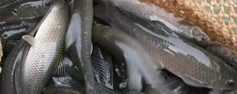鳙怎么读