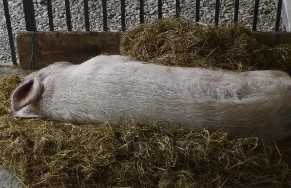 13岁猪坚强已不能自主站立,它的情况有多糟?