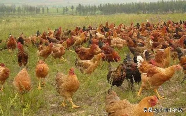 无抗养殖怎么做？