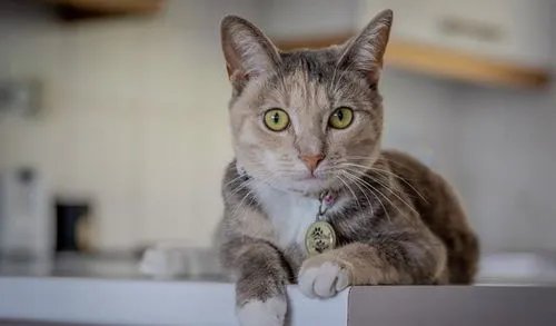 ”猫有九条命“这个说法是真的吗?为什么这么说?