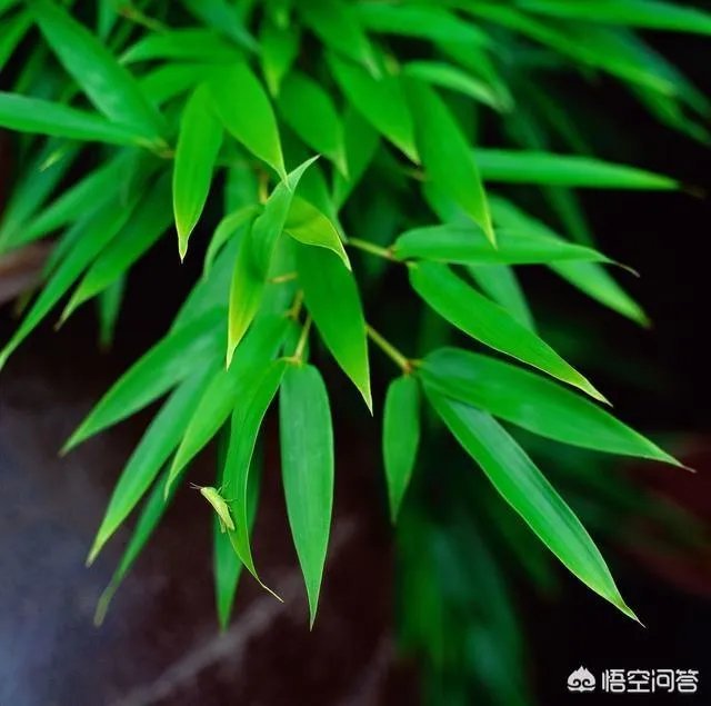 竹子是草还是树,为什么?