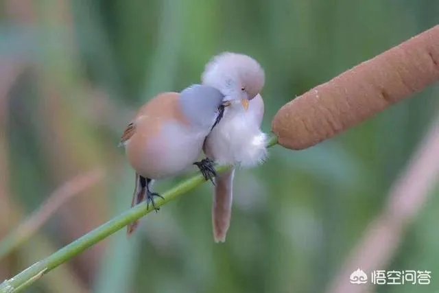 提问:如今农村养殖业跟特色种植业哪个发展前景更好?