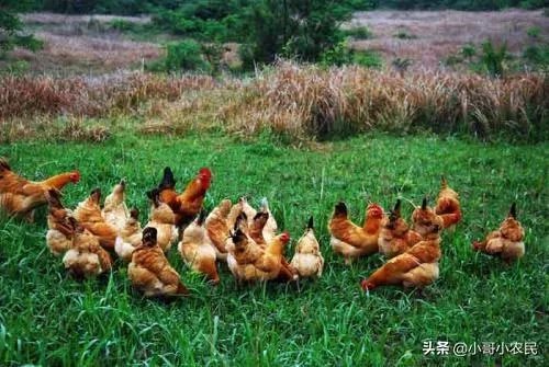 无抗养殖怎么做？