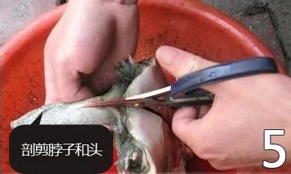 杀甲鱼(王八)正确杀法怎么杀,甲鱼怎么吃?