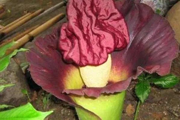 十大神奇的植物,世界花王排第八,第五见血封喉