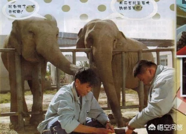 岳云鹏和孙越是怎么认识的?