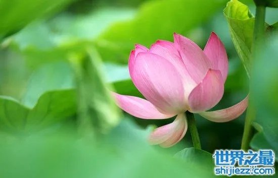 夏天家里放一物绝对没蚊子,还能装饰房间(一举两得)