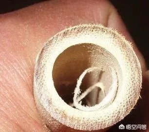 竹子是草还是树,为什么?