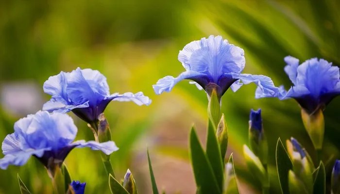 鸢尾花花语是什么 鸢尾花语及寓意