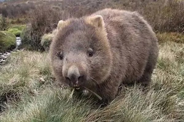 世界十大珍稀动物 大熊猫仅第五远东豹第一仅存40只