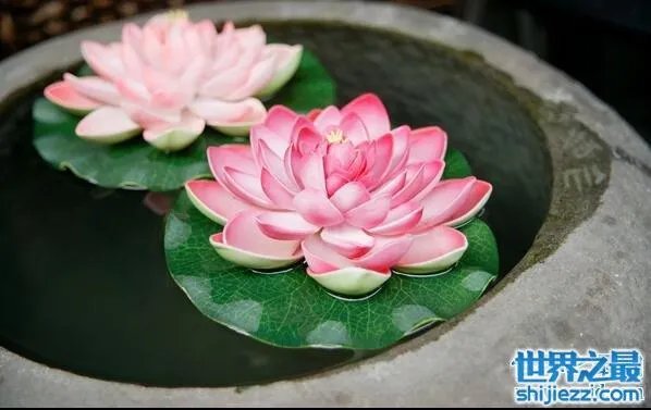 夏天家里放一物绝对没蚊子,还能装饰房间(一举两得)