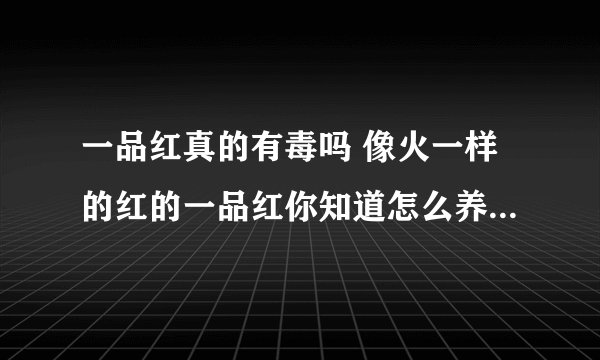 一品红真的有毒吗 像火一样的红的一品红你知道怎么养么_一品红适合在家养吗_一品红对人体有害吗_一品红的花不红怎么办