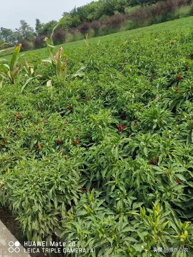 朝天椒如何种?