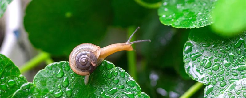 蜗牛是益虫还是害虫