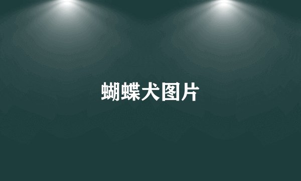 蝴蝶犬图片