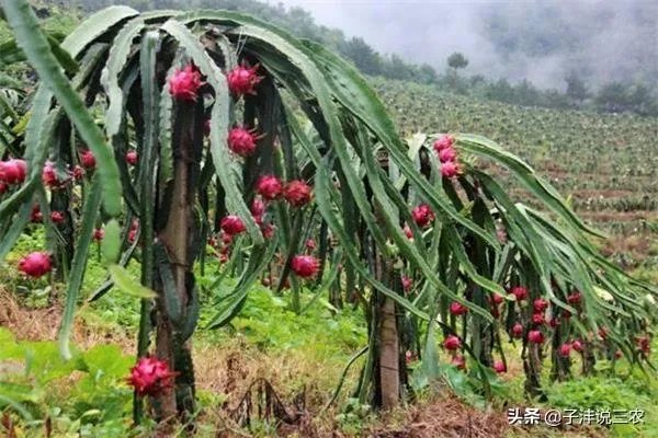 火龙果的种植方法?