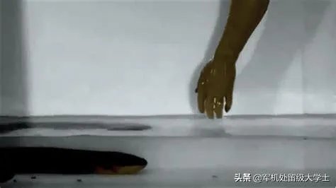 电鳗会电死人吗?